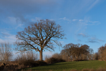 Blauer Himmel mit Eiche auf Feld 