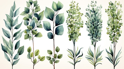 Set botanic watercolor floral illustration