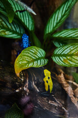 Vibrant Poison Dart Frogs in Lush Foliage, Eye-Level View