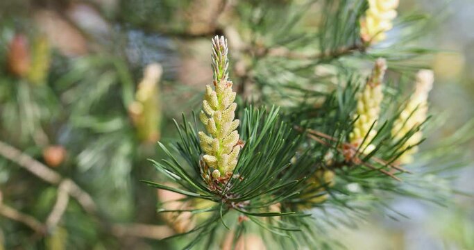 Slow motion video of small young pine cones, spring pine blossom