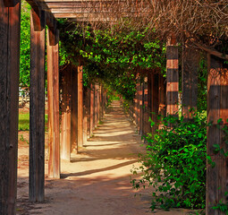 Wooden pergola with climbing plants forming a shade corridor