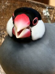 Bird Neck Fluid Beak Ducks, geese and swans Waterfowl