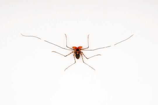 Gei&szlig;elspinne // Tailless whip scorpion (Damon diadema)