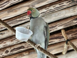 Bird Wood Beak Grey Feather Wing