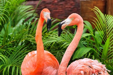 Obraz premium Costa Maya, Mexico