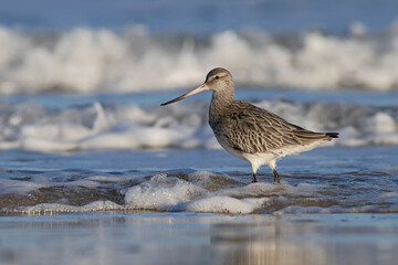 Bar-tailed Godwit (Limosa lapponica) on the Northumberland coast