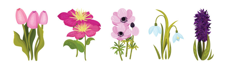 Wildflower and Botany Growing on Green Stem Vector Set