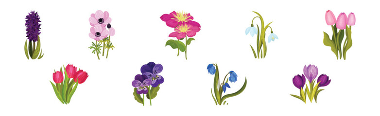 Wildflower and Botany Growing on Green Stem Vector Set