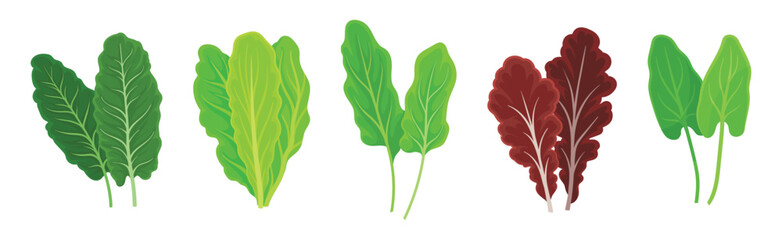 Leaf Vegetables or Salad Greens as Edible Plant Vector Set
