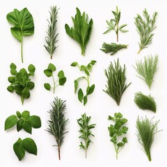 Collection of kitchen herbs isolated on white background, AI generator
