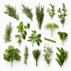 Collection of kitchen herbs isolated on white background, AI generator - obrazy, fototapety, plakaty