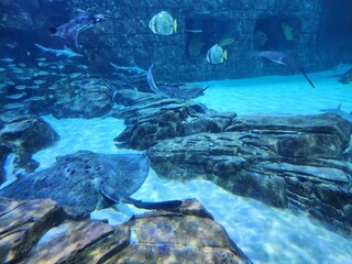 Manta Aquarium Seaworld Orlando Water Natural landscape Landscape Formation - obrazy, fototapety, plakaty