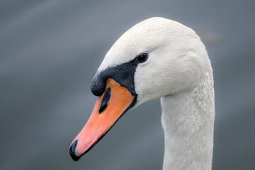 Portrait of the head of a swan