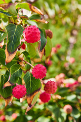 Vibrant Kousa Dogwood Berries in Autumn Transition Close-Up