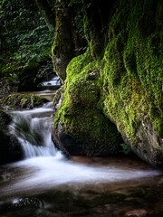 waterfall in the forest