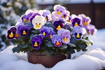 Foto auf Acrylglas a pot of purple and violet pansy flowers set against a snowy outdoor backdrop © hamzagraphic01