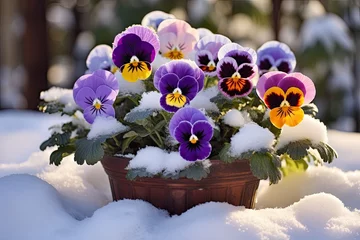Poster a pot of purple and violet pansy flowers set against a snowy outdoor backdrop © hamzagraphic01