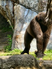 Plant Carnivore Fawn Grass Felidae Terrestrial animal