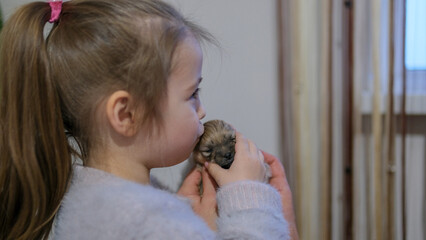 A little girl holds a Pomeranian puppy in her arms and kisses him.