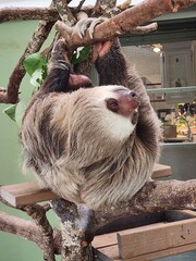Sloth Mammal Organism Wood Natural material Terrestrial animal