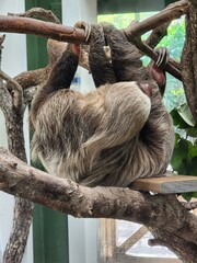 Fototapeta premium Natural material Terrestrial animal Wood Snout Tree Fur