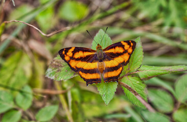 Fototapeta na wymiar an orange black butterfly on a green leaf 