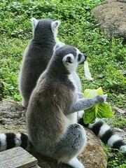 Plant Nature Organism Vegetation Grass Adaptation