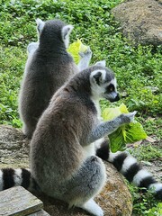 Primate Organism Plant Grass Lemur Terrestrial animal