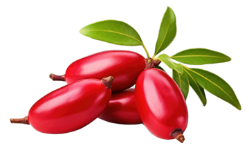 Miracle Fruit, also known as Synsepalum dulcificum, is a tropical berry that contains miraculin, altering taste perception to make sour foods taste sweet.