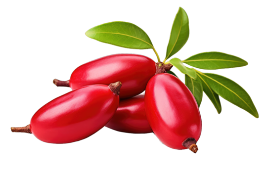Miracle Fruit, also known as Synsepalum dulcificum, is a tropical berry that contains miraculin, altering taste perception to make sour foods taste sweet.