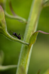 Black ant on green leaf.