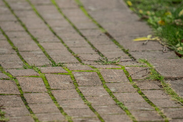 Obraz premium Cobblestones bulging fron a tree root.