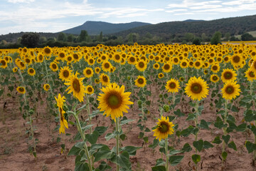 Sunflower field in summer - 696551570
