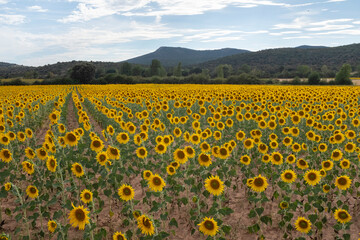 Sunflower field in summer - 696551571