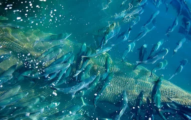 Foto op Plexiglas Fishing net with a full haul of assorted saltwater fish. Fishing industry © Terri_Crozier 