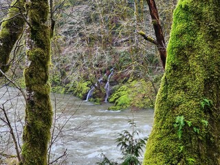 Water Water resources Plant Fluvial landforms of streams Natural landscape Trunk