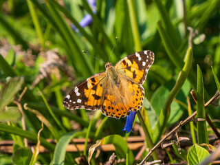 Painted Lady Butterfly on a Bluebell