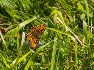 Pearl-bordered Fritillary on Bugle