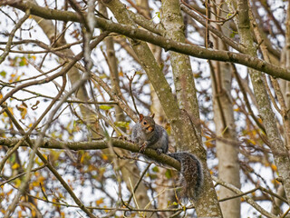 A grey squirrel, Sciurus carolinensis, perched in a tree with copy space, UK