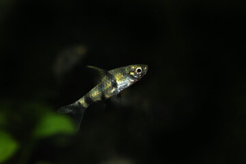 Golden Dwarf Barb (Pethia aurea) use to be mistaken called Pethia gelius