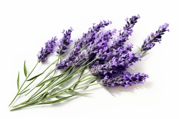 Blooming lavender bouquet isolated on white background