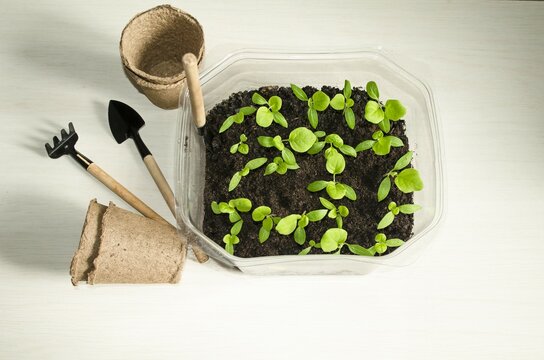 On the table there is a container with young plants of pitunia flowers, small tender green leaves nearby, garden tools for replanting the plant and peat pots.  View from above.