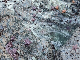 Bedrock Road surface Pattern Soil Carmine Concrete