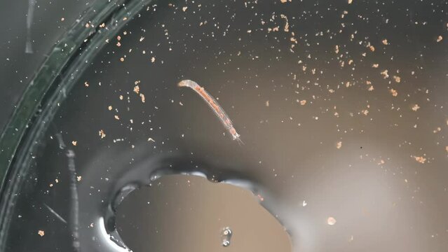 Aquatic insect larva under microscope