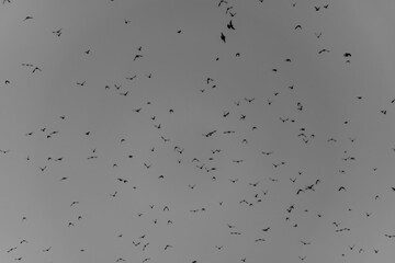 Birds on sky in cloudy dark winter morning