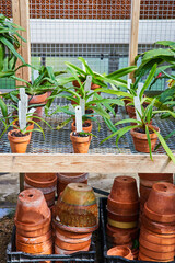 Greenhouse Orchids and Terracotta Pots on Shelves