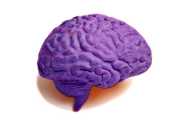 Human brain anatomical model closeup