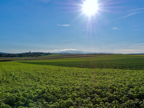 Lush green field under the bright sun with a clear blue sky and distant Pilat mountains, Grandes Terres, Corbas, France