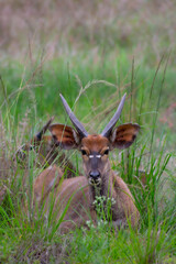Pretty specimen of a nyala antelope in the bush of South Africa