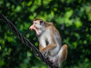 Kandy, Sri Lanka: Ein Ceylon-Hutaffe fletscht seine Zähne